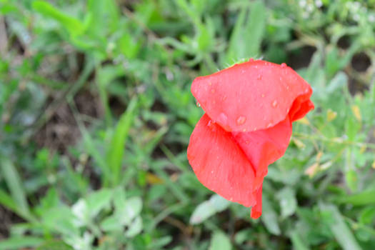 Red poppy after rain