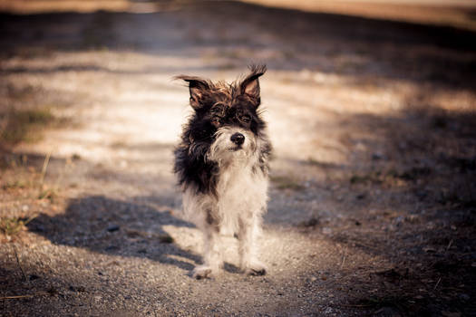 The Lone Ranger Dog