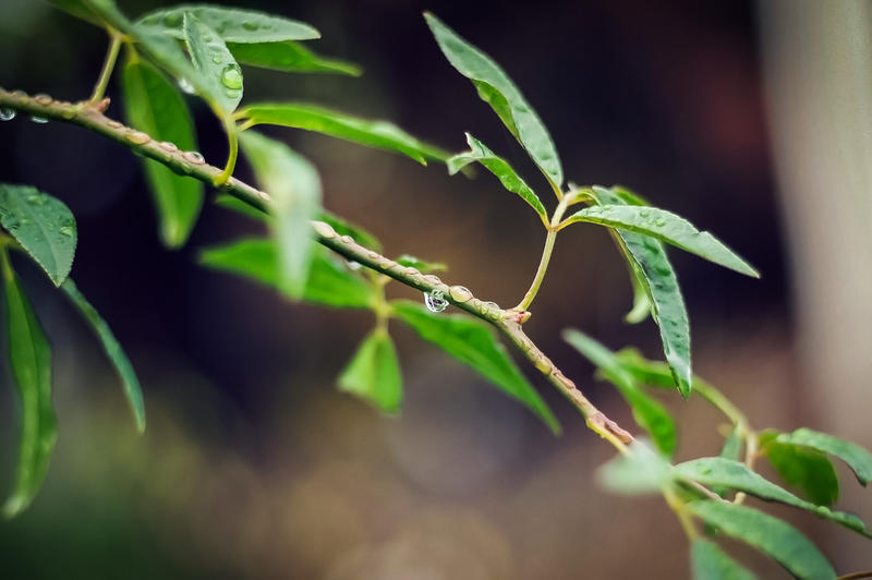 Raindrop in Green