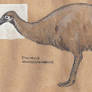 Dinornis novaezealandiae