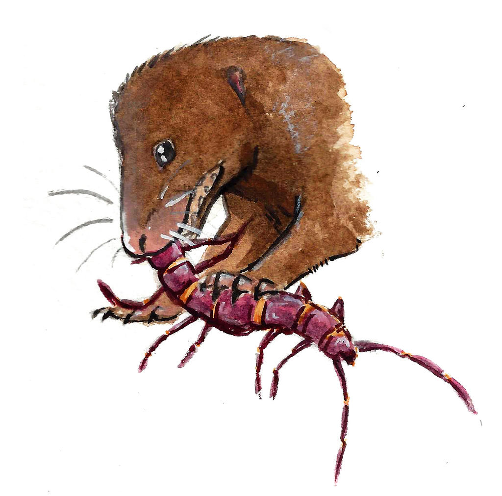 Probainognathus