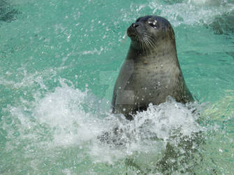 Splashing Seal
