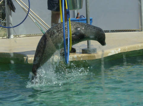 Jumping Seal