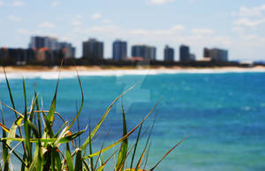 Beach Grass