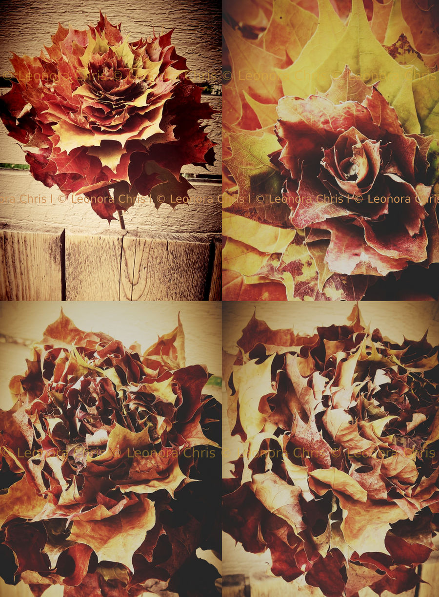 Autumn Rose