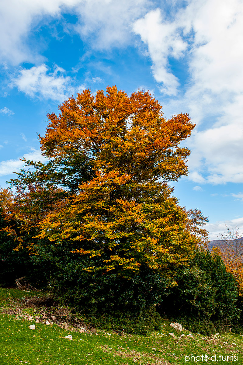 Autumn in Nebrodi mountains.24