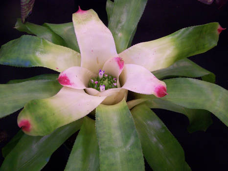 Bromeliad