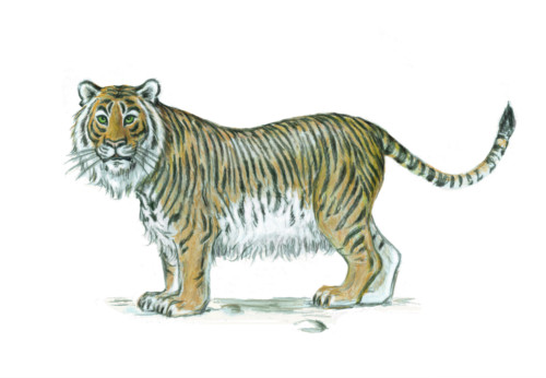 Caspian Tiger