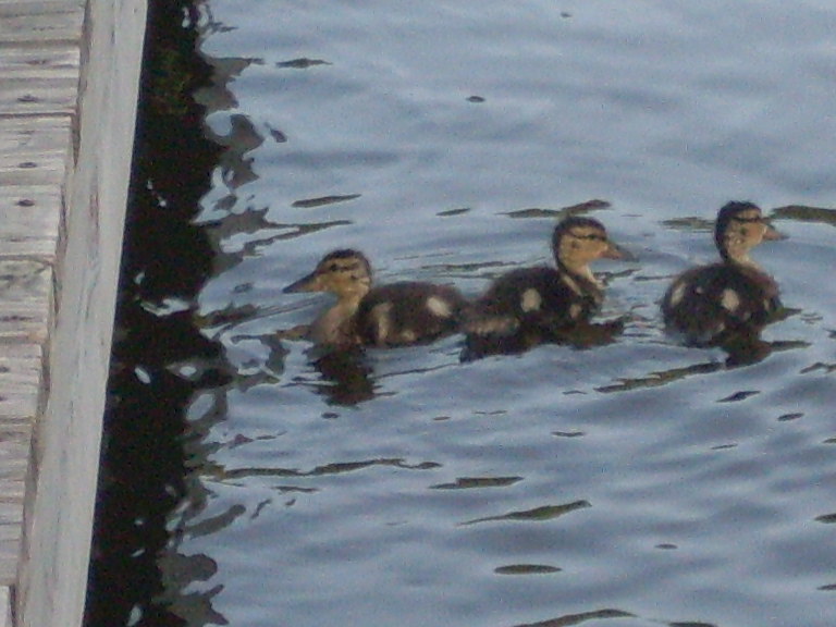 baby ducks