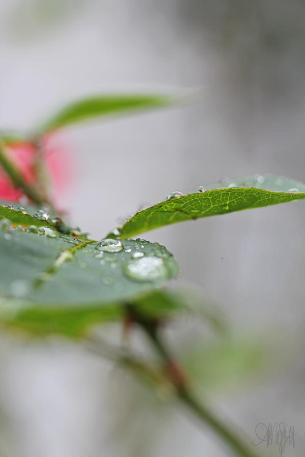The water is rising. by 44CaliberPhotography on DeviantArt