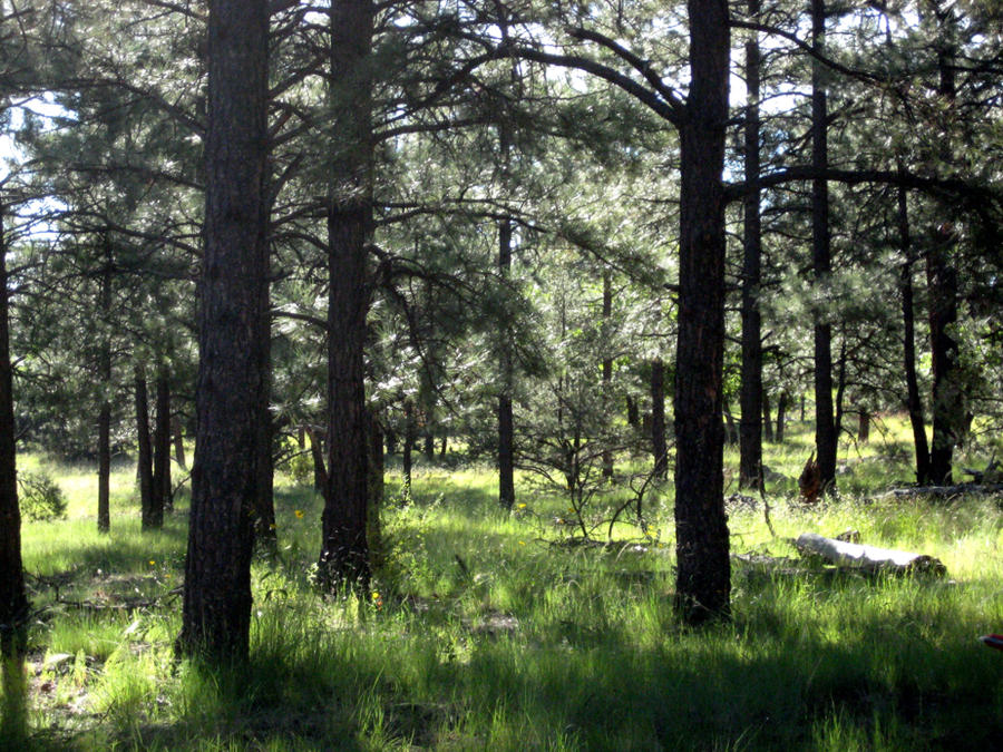 Clean forest by Princefearless on DeviantArt