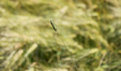 Grass