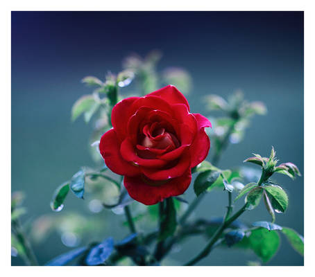 Backyard rose