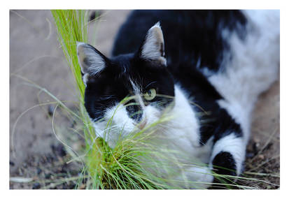 One eyed Suzy in the grass