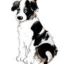 Australian Shepherd