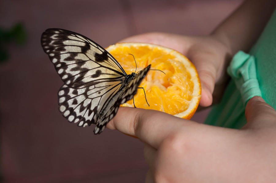 Butterfly and little girl hands