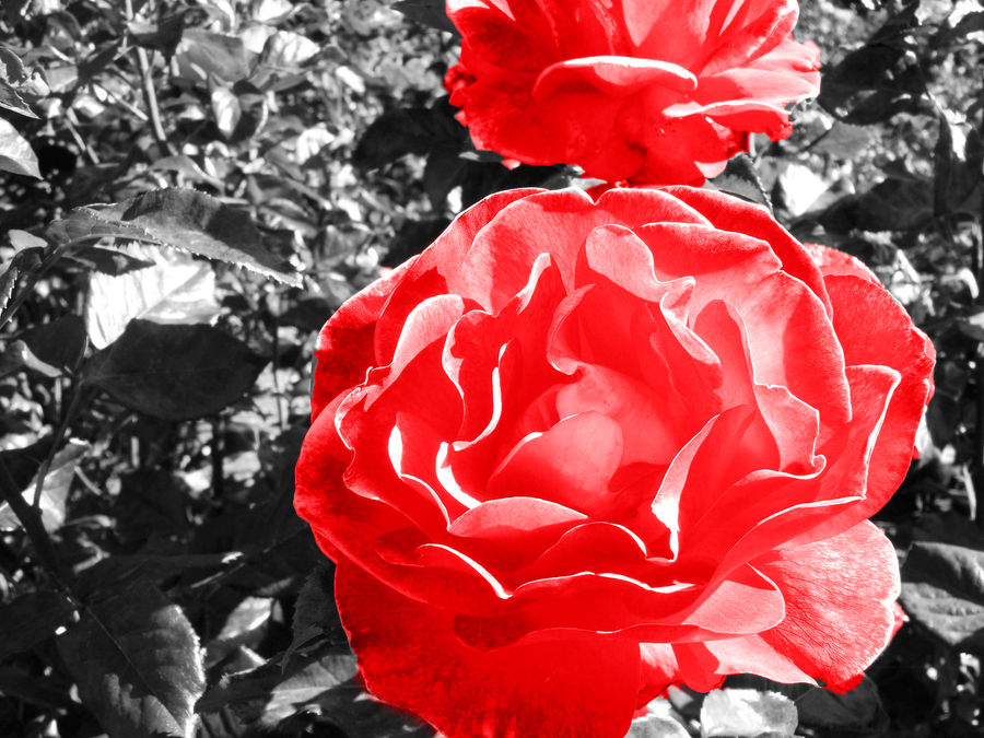 Paint the roses red by Jenilyn88 on DeviantArt