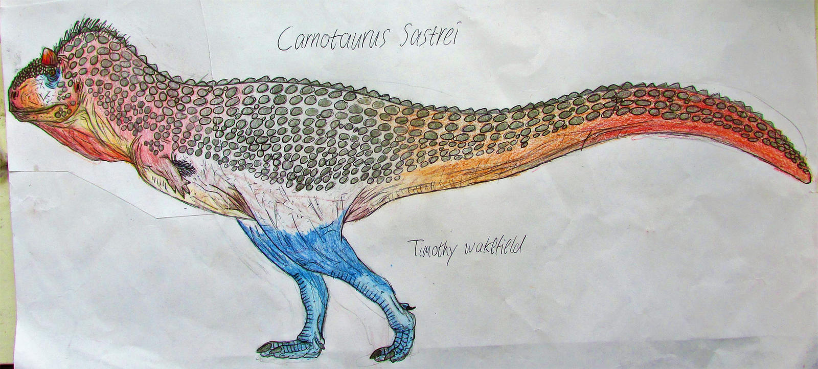 Tim64 Carnotaurus Sastrei by Tim64 on DeviantArt