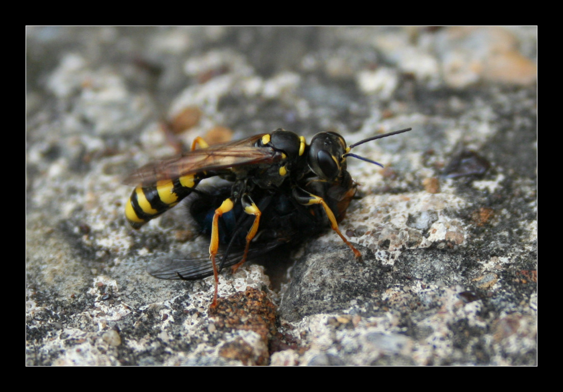 Wasp Wins