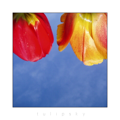 Tulip Sky