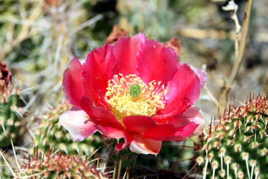 Cactus Flowers