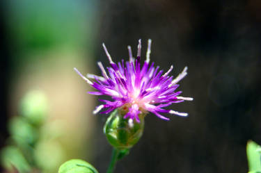 Yard Flower