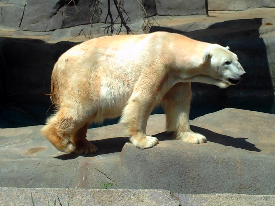 papa polar bear 2