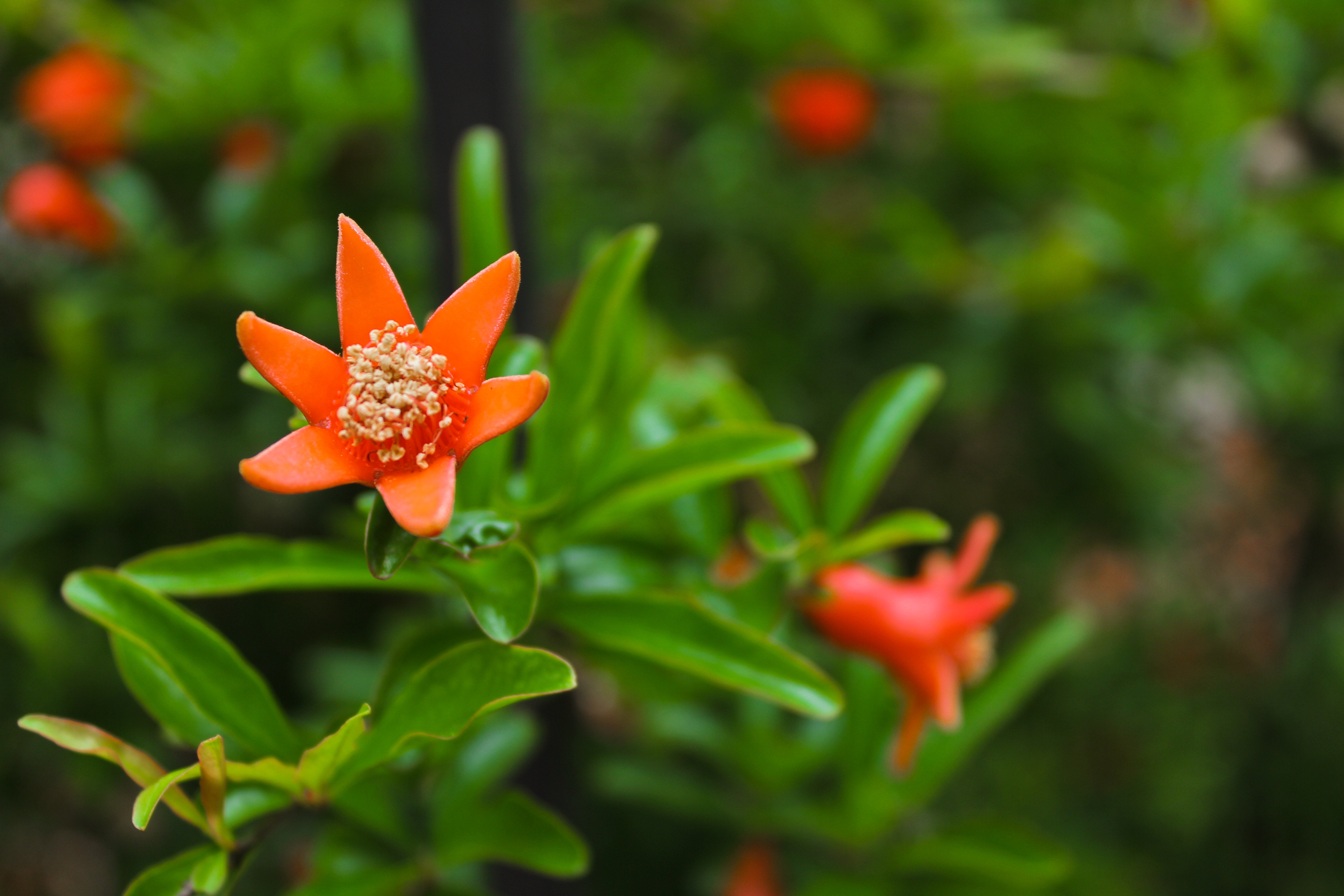 An orange flower