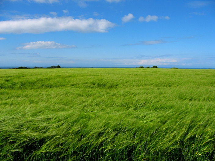 Normandy Plains