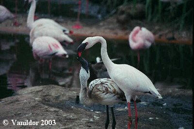 Lesser Flamingo with Chick