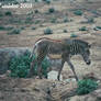 Grevys Zebra Foal