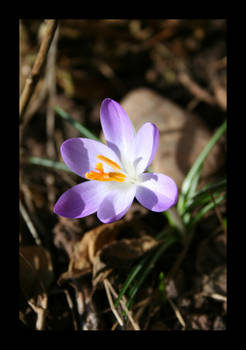 Crocus