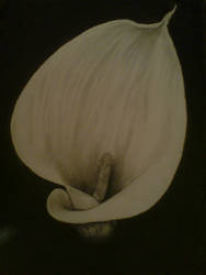 arum lily