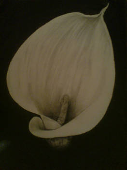 arum lily