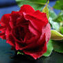 Red rose- stock