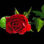 Red rose-stock 3