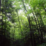 Forest-stock 2