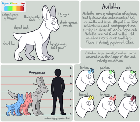 Avilette Anatomy Guide