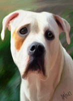 COM: American Bulldog