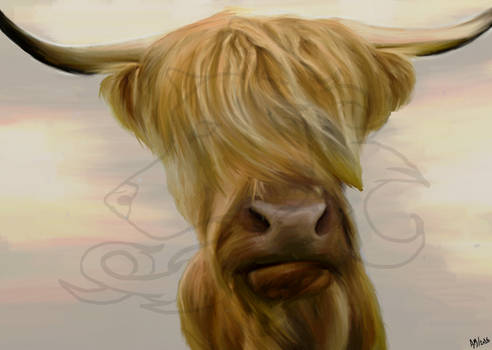 Highland Cow Face 1