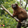 Keeping a Lookout Up High: Yellow Eyed Lemur