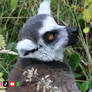 Chilling in the Grass: Ring-tailed Lemur