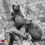 Cheeky Pair Up High: Yellow Eyed Lemur BW