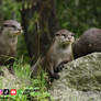 Trio among the Rocks : Otter