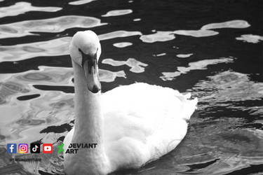 Ethereal Elegance:Swans at Holyrood