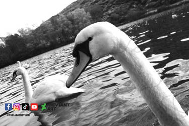 Serenity in Motion: Swans of Holyrood Park