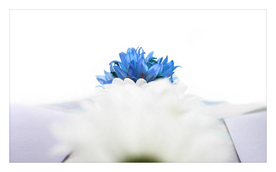 blue flower