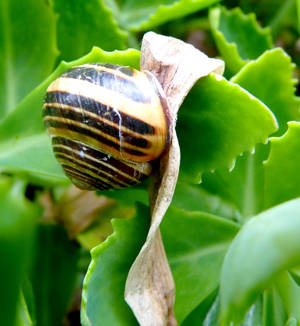 L'escargot qui dormait.