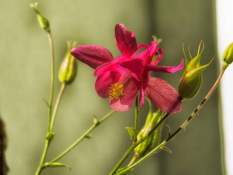 Flowery Elegance