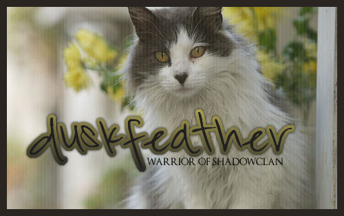 Duskfeather